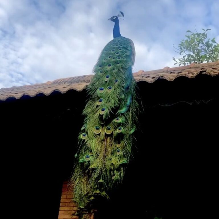 Peacock with Flowing Feathers on Rooftop