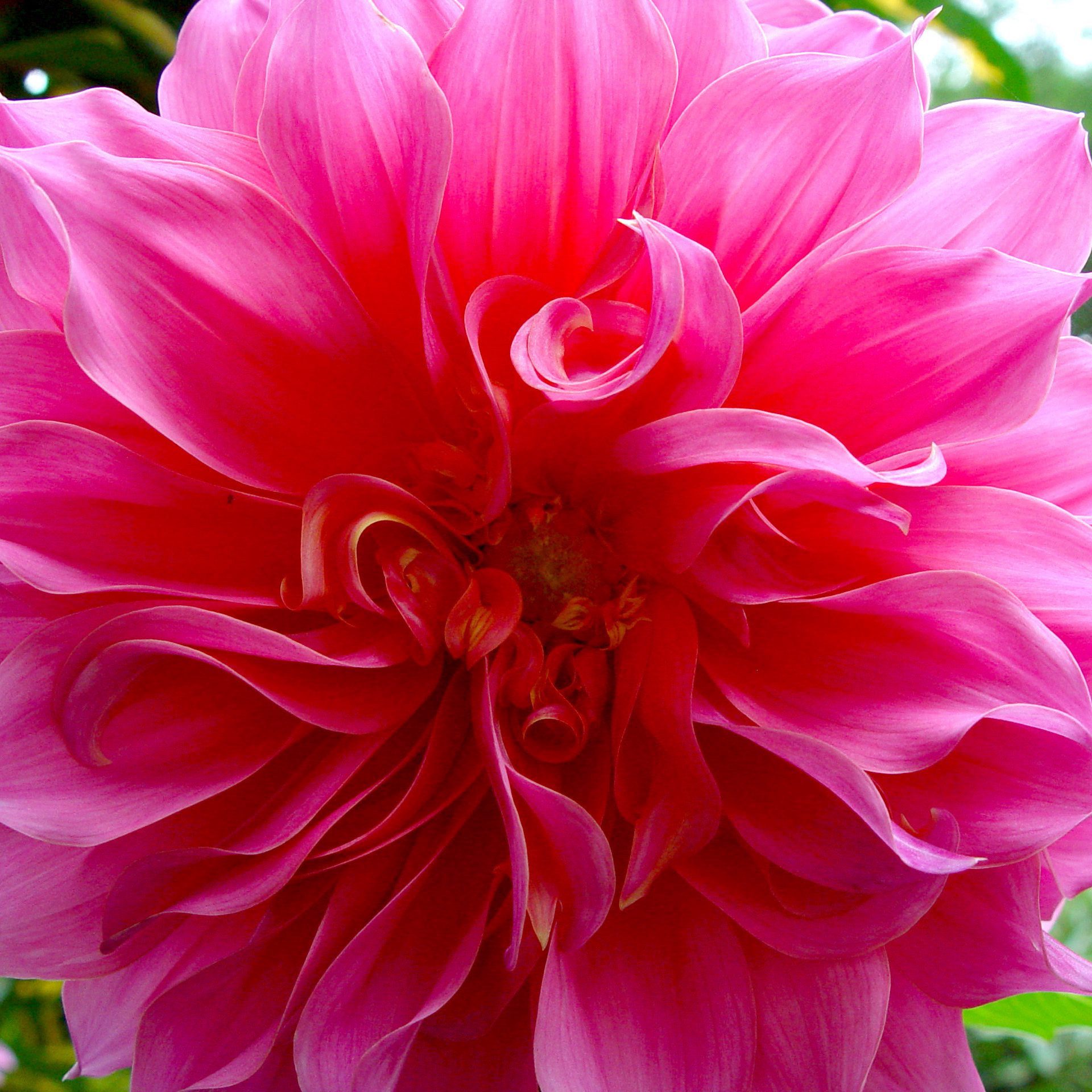 Pink Dahlia – Soft Petal Macro