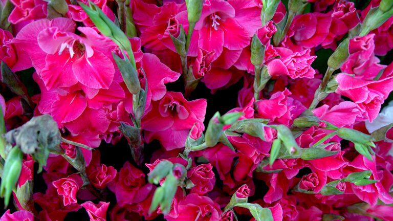 Pink Gladiolus Flowers – Vibrant Bloom Cluster