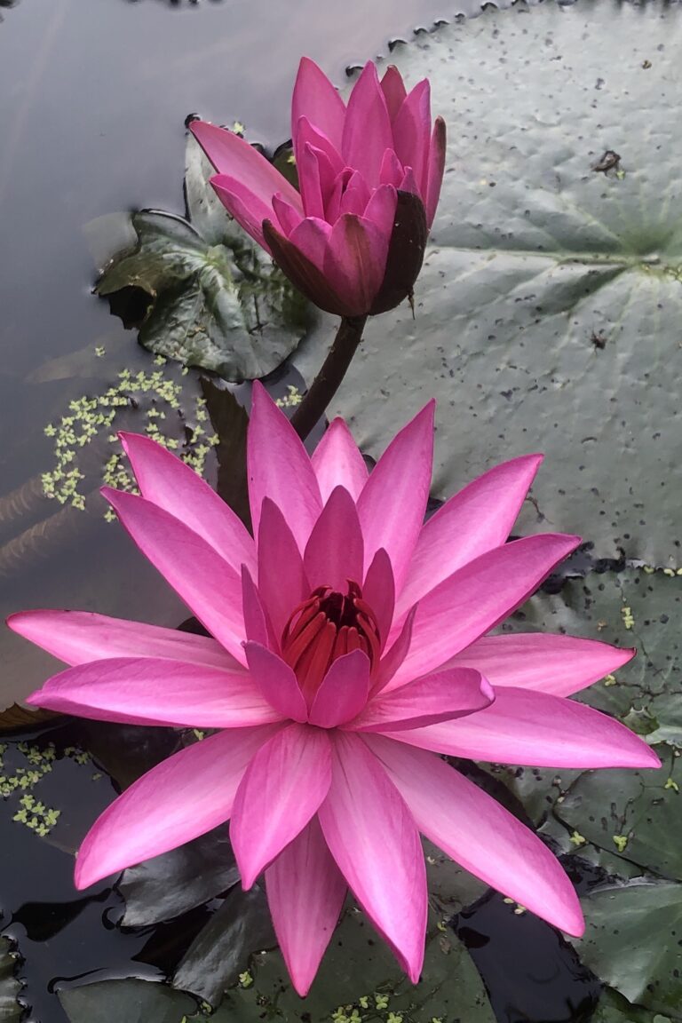 Pink Lotus Flower – Water Lily Bloom from Above