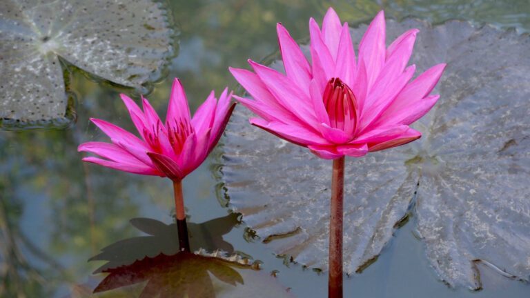Pink Lotus Flower – Calm Water Reflection