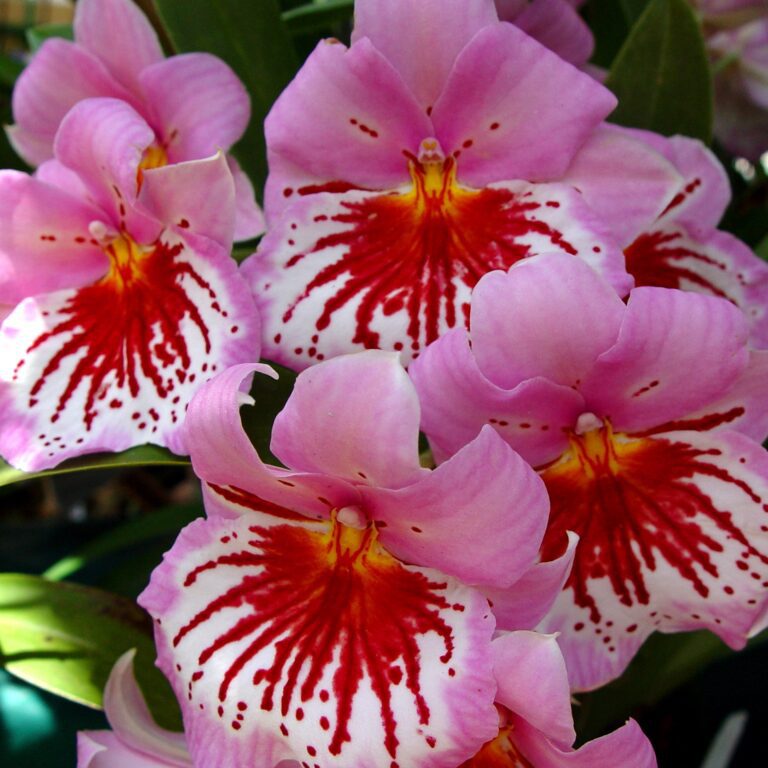 Pink Orchid Cluster – Red Pattern Centers