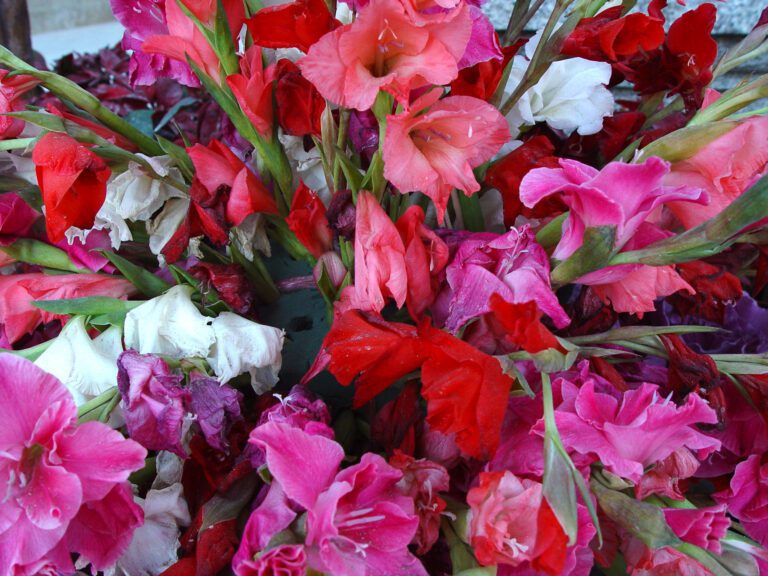 Pink and Red Gladiolus Flower Bouquet – Floral Wallpaper
