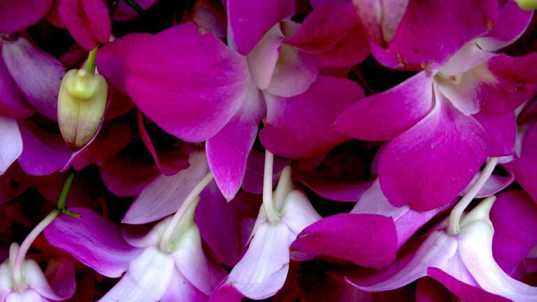 Pink and White Orchid Texture – Floral Background
