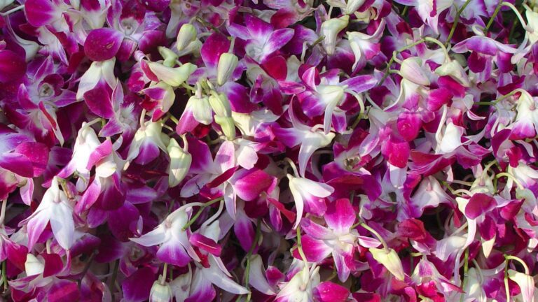 Pink & White Orchid Petals – Tropical Floral Background