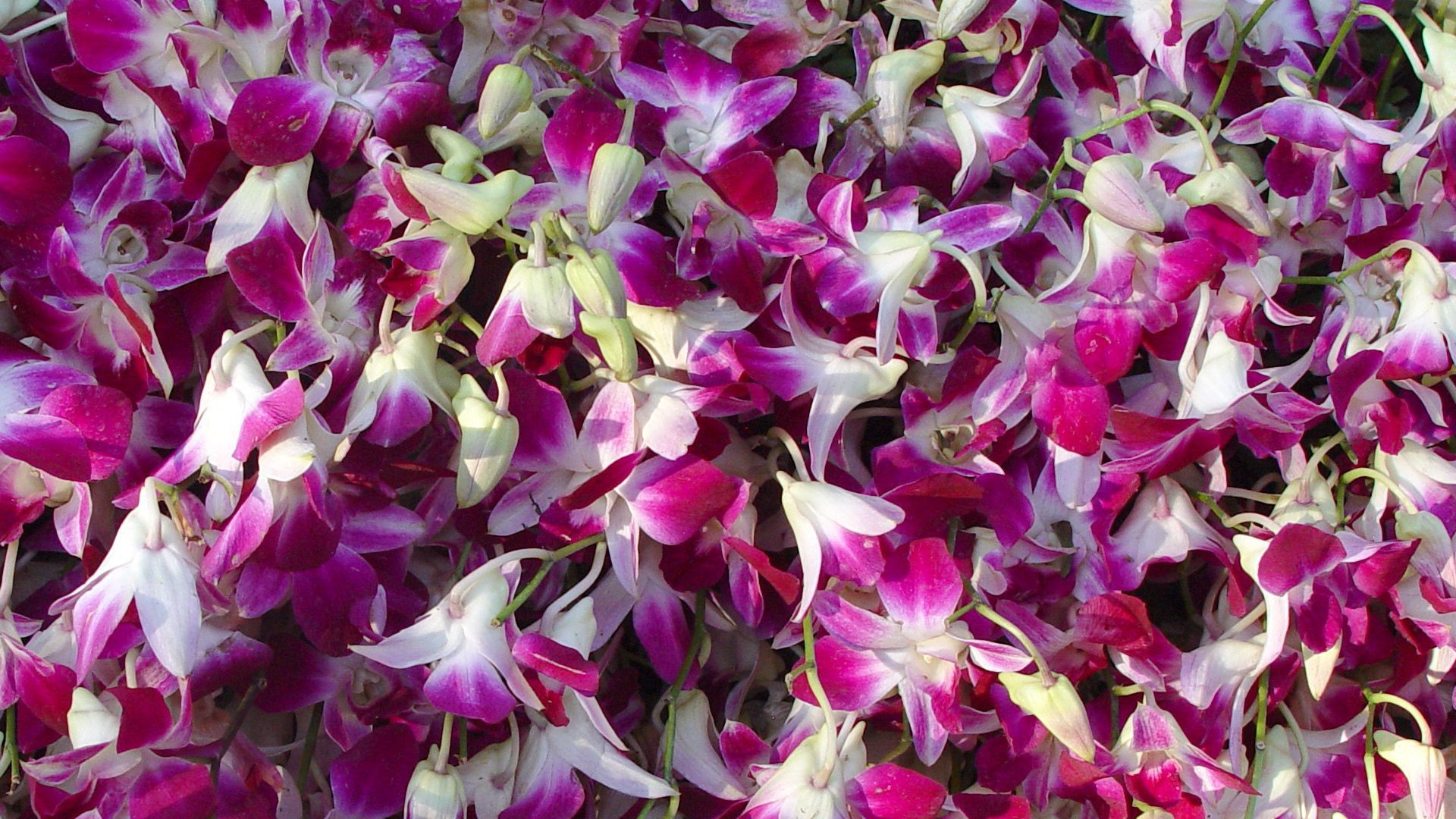 Pink & White Orchid Petals – Tropical Floral Background