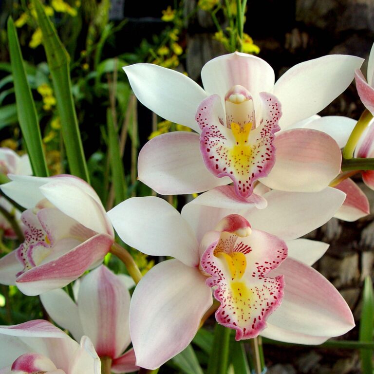 Pink and White Tropical Orchids