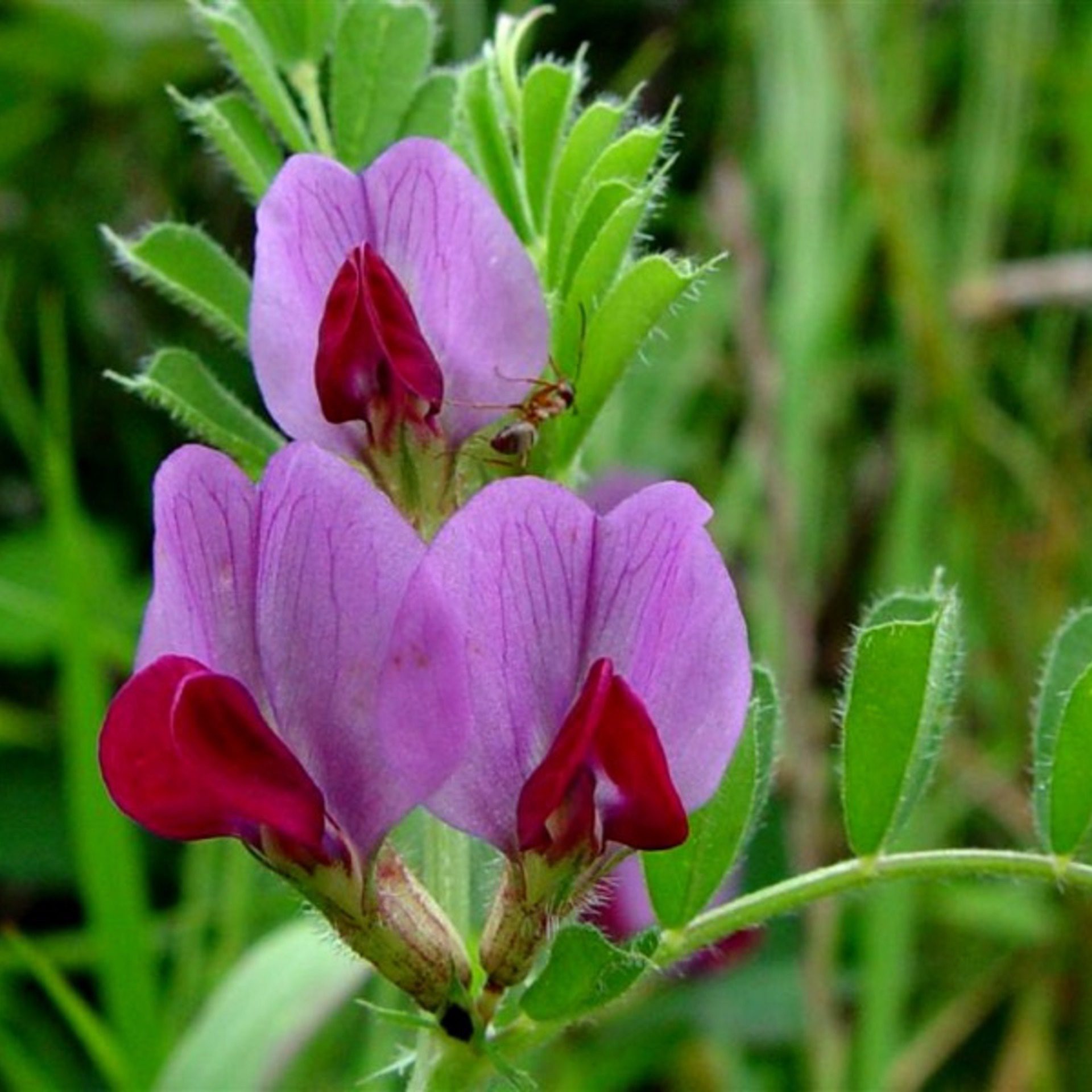 Pink Wildflower and Ant – Macro Nature Square Wallpaper