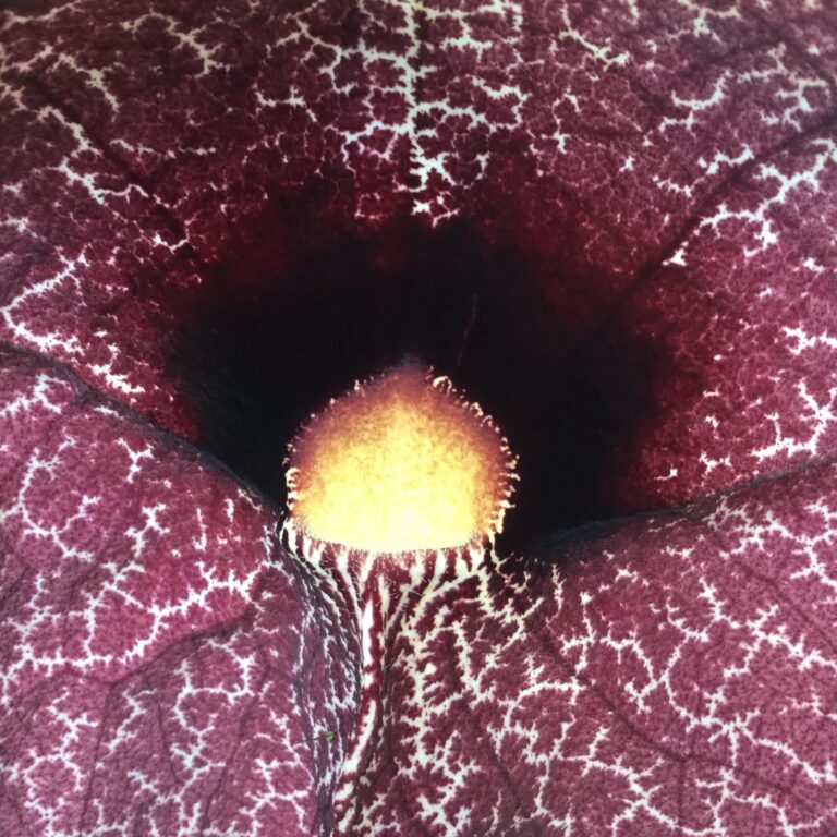 Pipevine Flower Macro – Aristolochia Dark Throat Detail