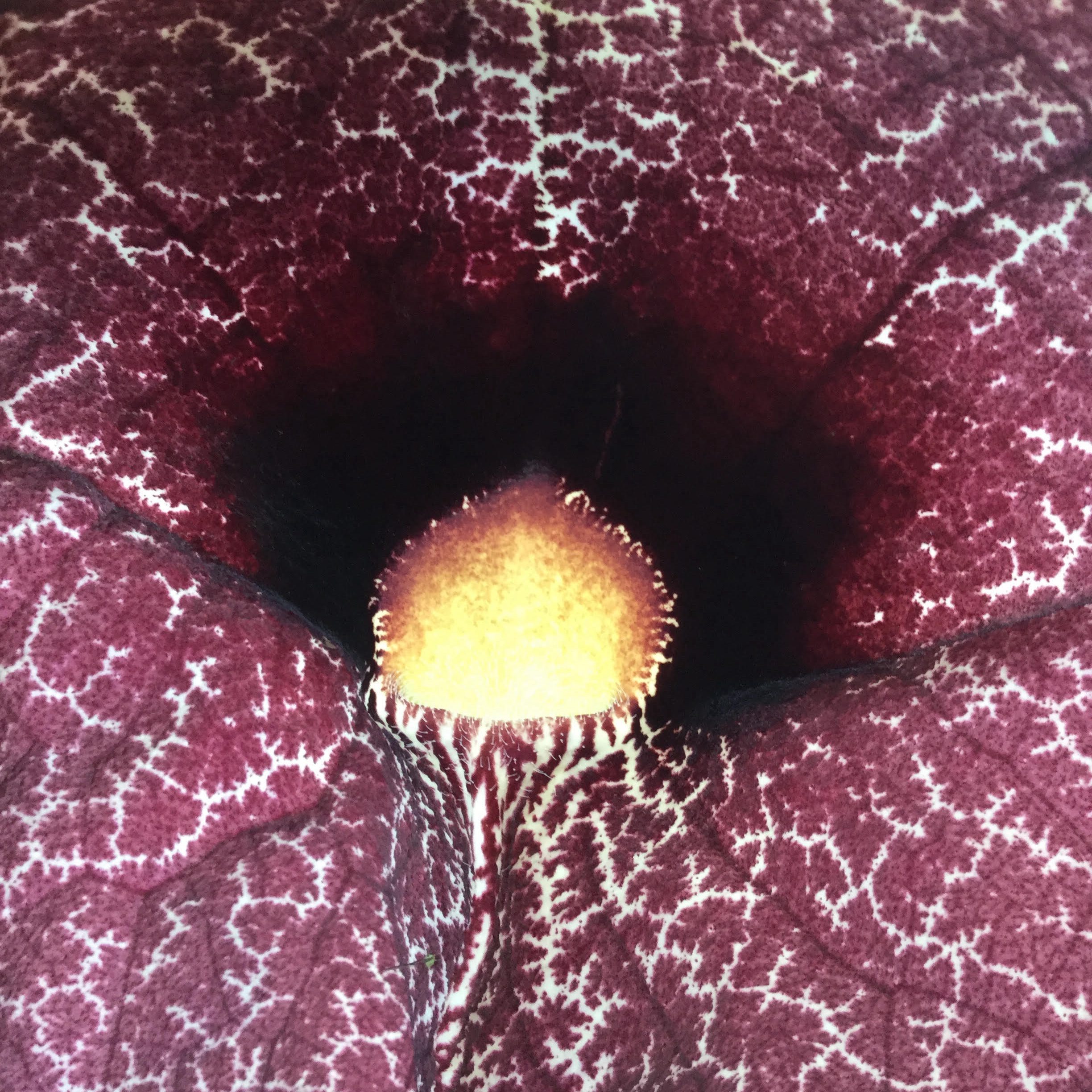 Pipevine Flower Macro – Aristolochia Dark Throat Detail