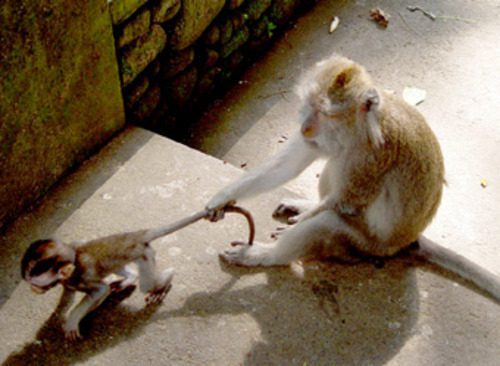 Monkey pulling a baby macaque by the tail in Sacred Monkey Forest