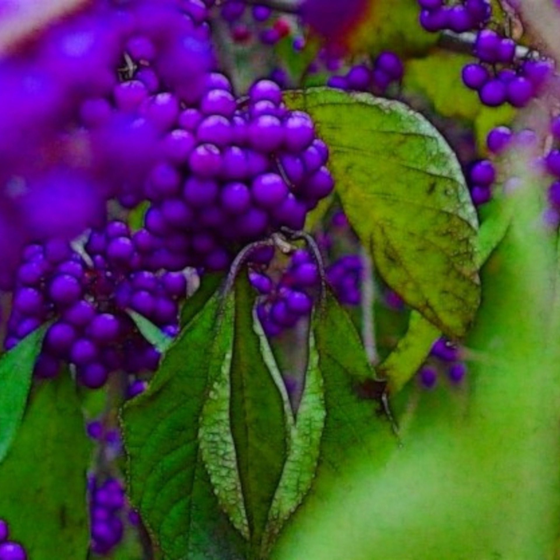 Purple Beauty Berries – Nature Square Wallpaper