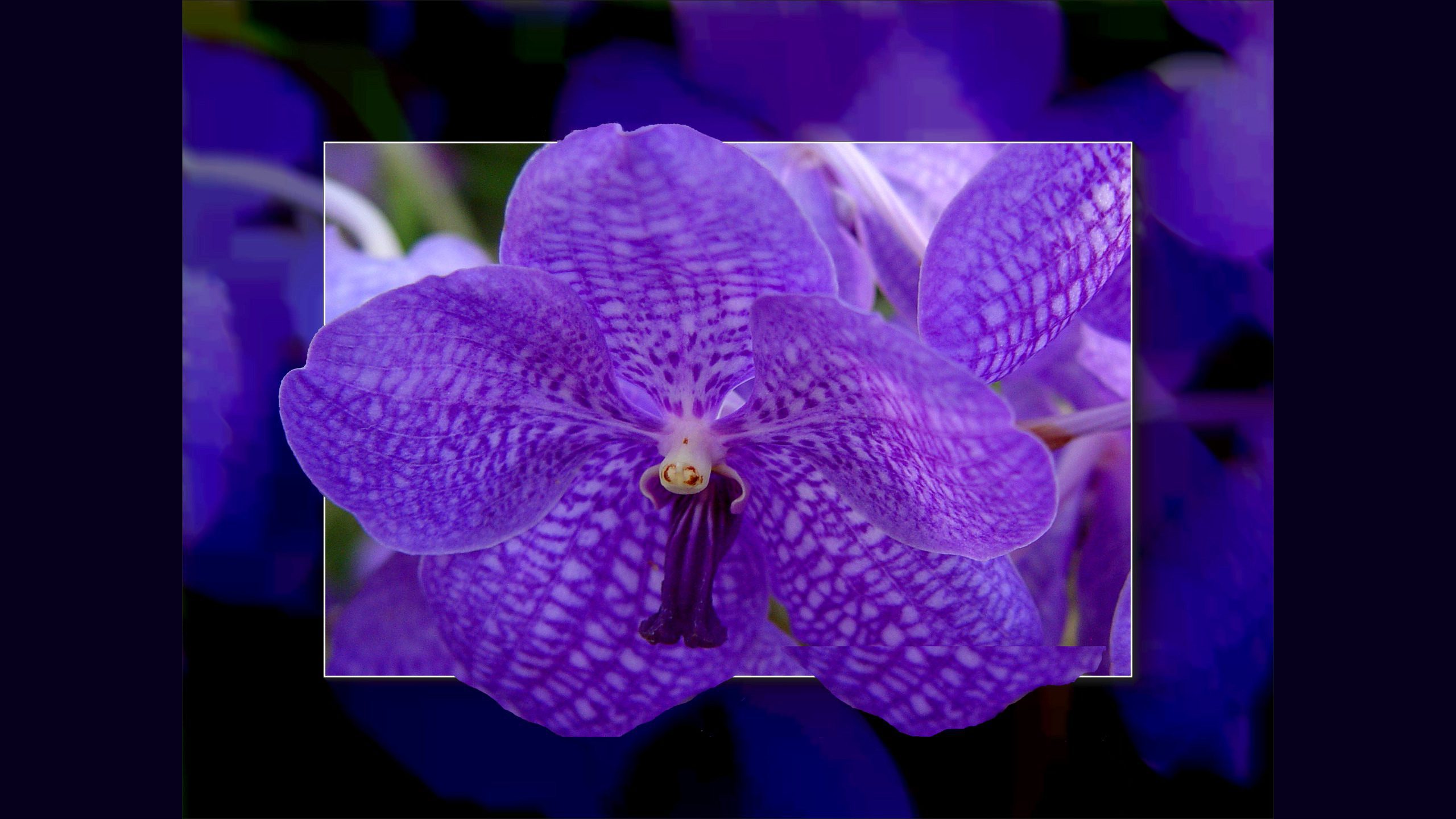 Purple Orchid Macro – Artistic Framed Floral