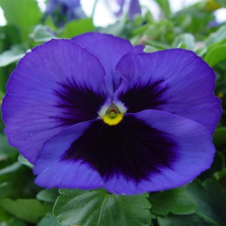 Purple Pansy Flower Close-Up – Floral Square Wallpaper