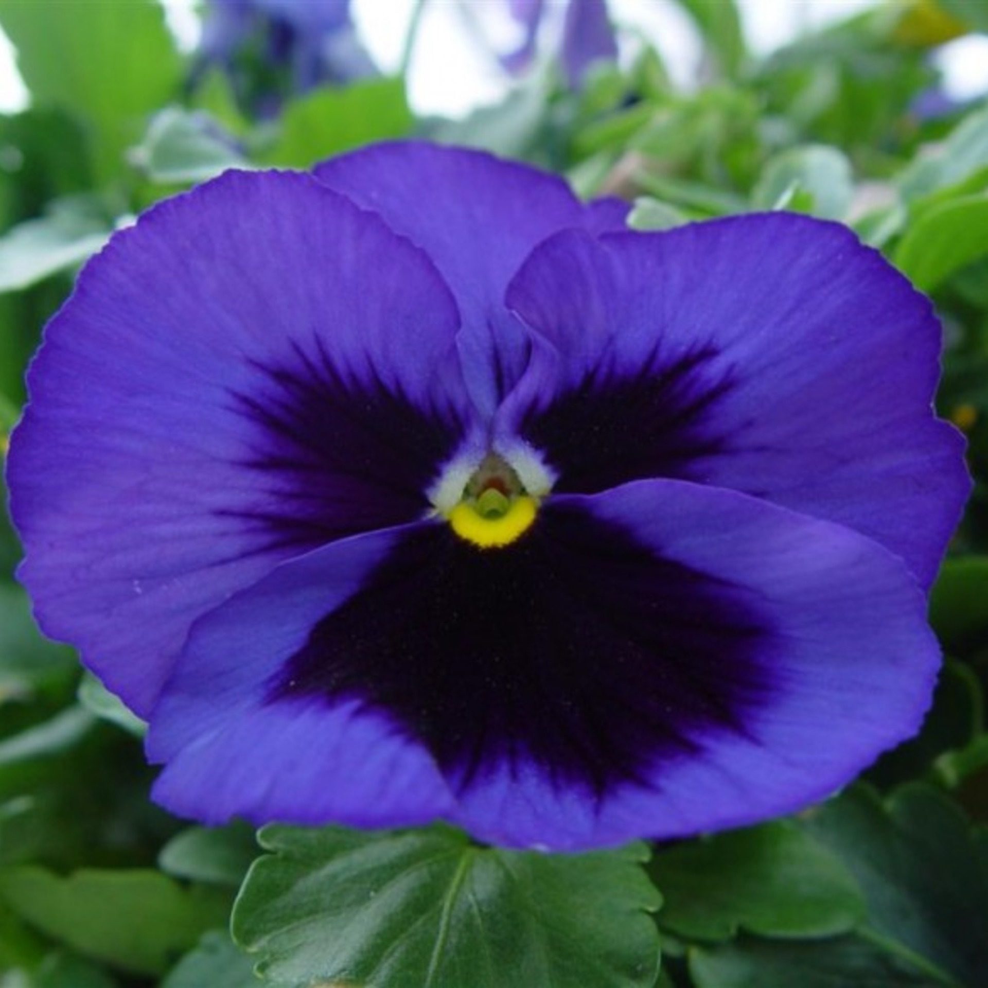 Purple Pansy Flower Close-Up – Floral Square Wallpaper