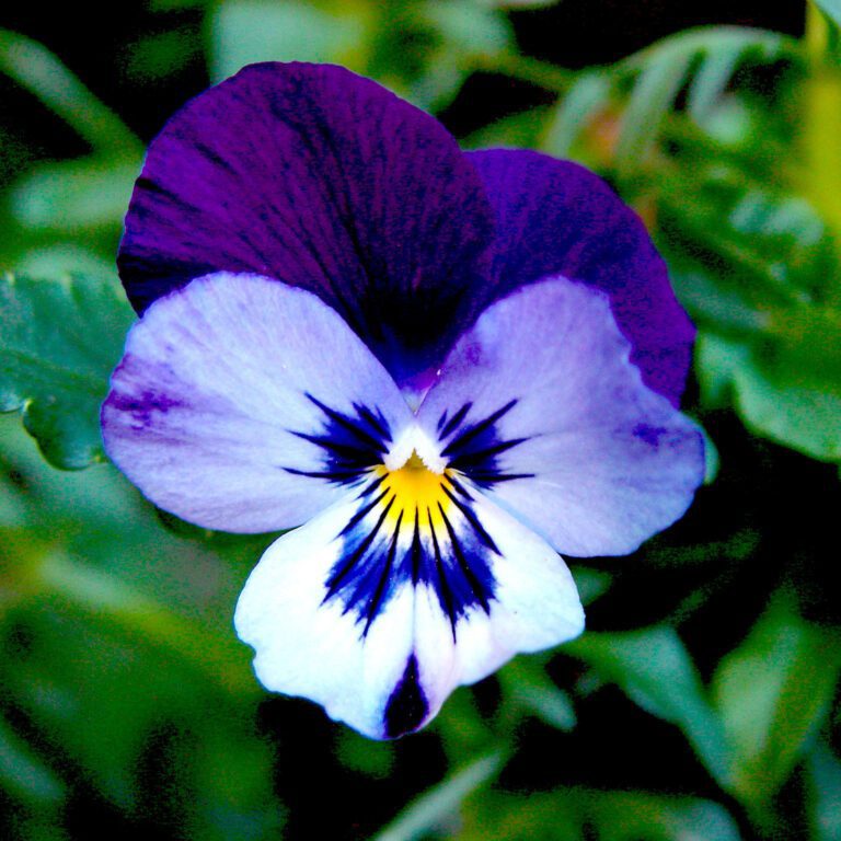 Purple and White Pansy Flower Macro – Square Wallpaper