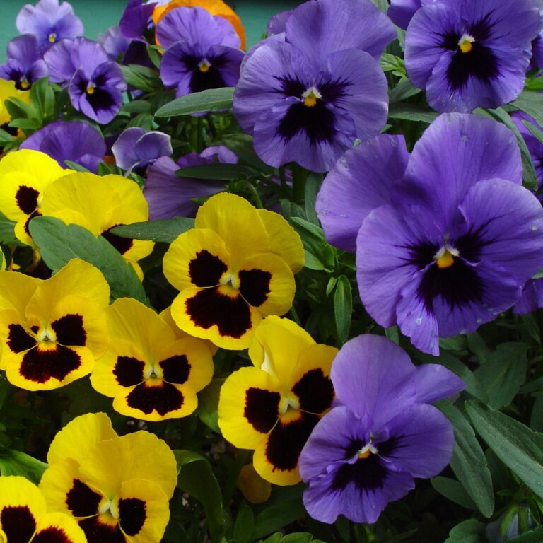 Purple and Yellow Pansies – Garden Close-Up