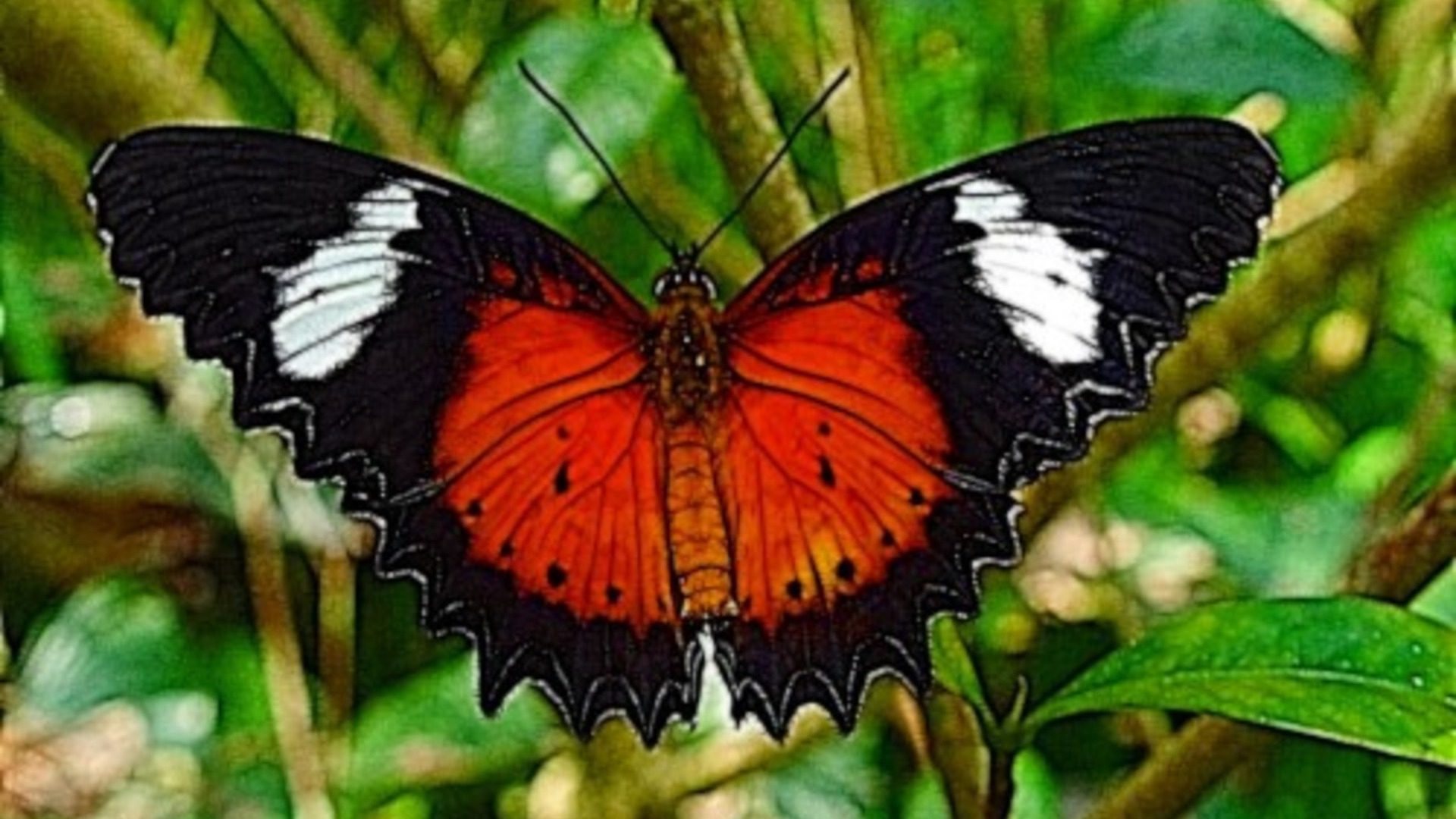 Red and Black Butterfly in Tropical Garden – HD Wallpaper