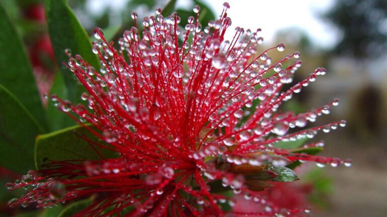 Red Bottle Brush Flower with Water Droplets