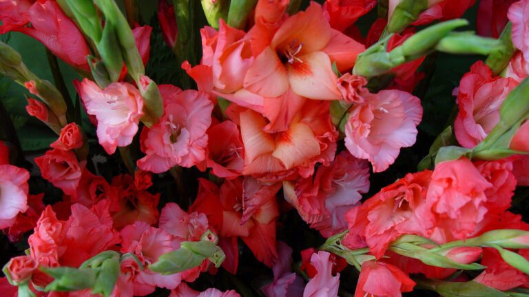 Red Gladiolus Flowers – Vibrant Bloom Cluster