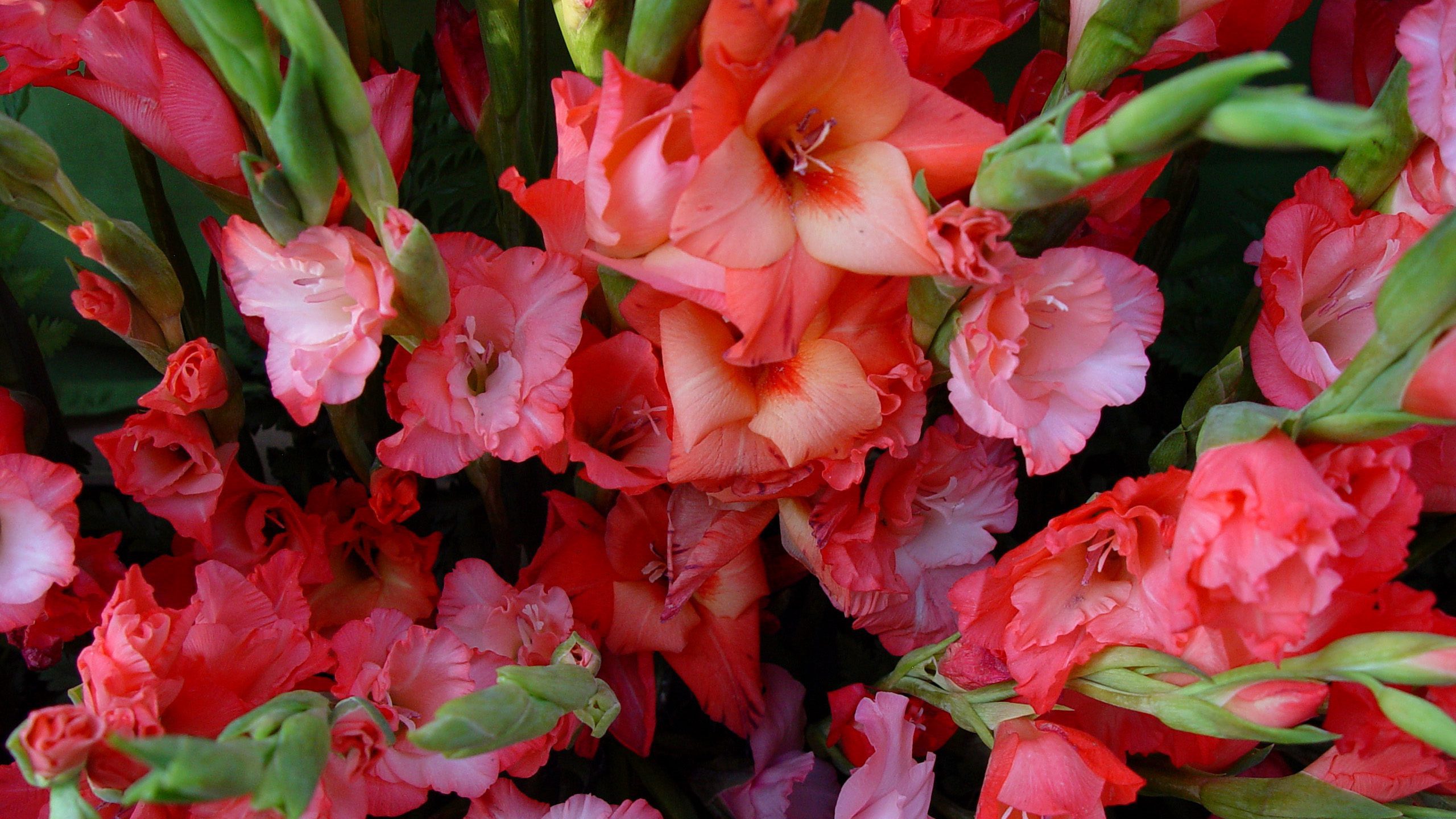 Red Gladiolus Flowers – Vibrant Bloom Cluster