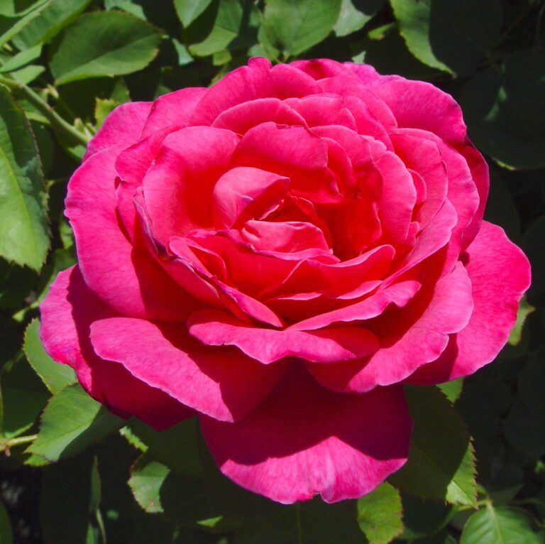 Red Rose Flower – Classic Close-Up Bloom