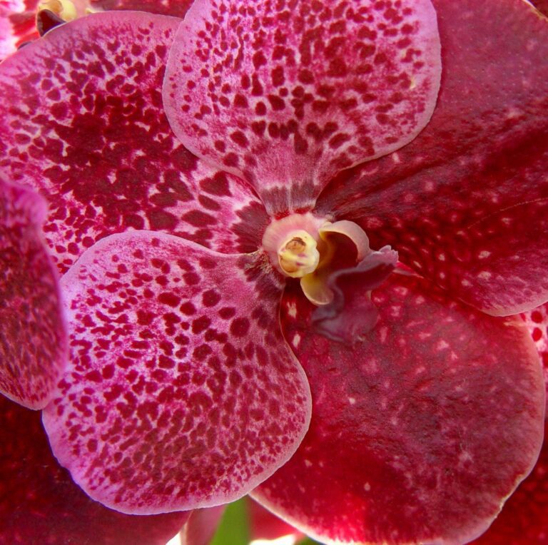 Red Spotted Orchid – Tropical Close-Up