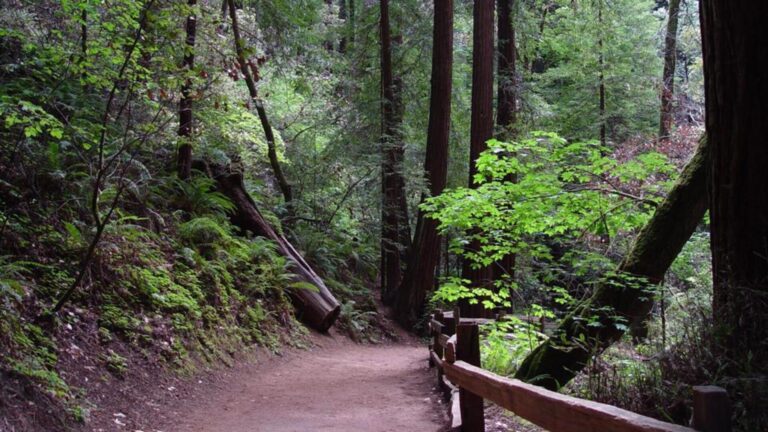 Redwood Trail Path with Wooden Fence and Greenery HD Wallpaper
