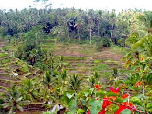 Terraced rice fields and tropical plants in Ubud Bali