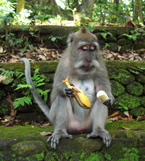Long-tailed macaque eating a banana in Sacred Monkey Forest Ubud Bali