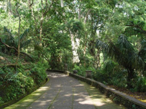Shaded walking path through Sacred Monkey Forest in Ubud Bali