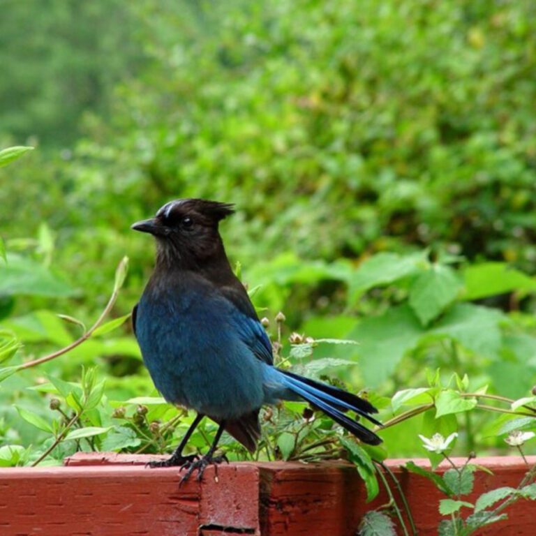 Steller’s Jay Blue Bird – Wildlife Square Wallpaper