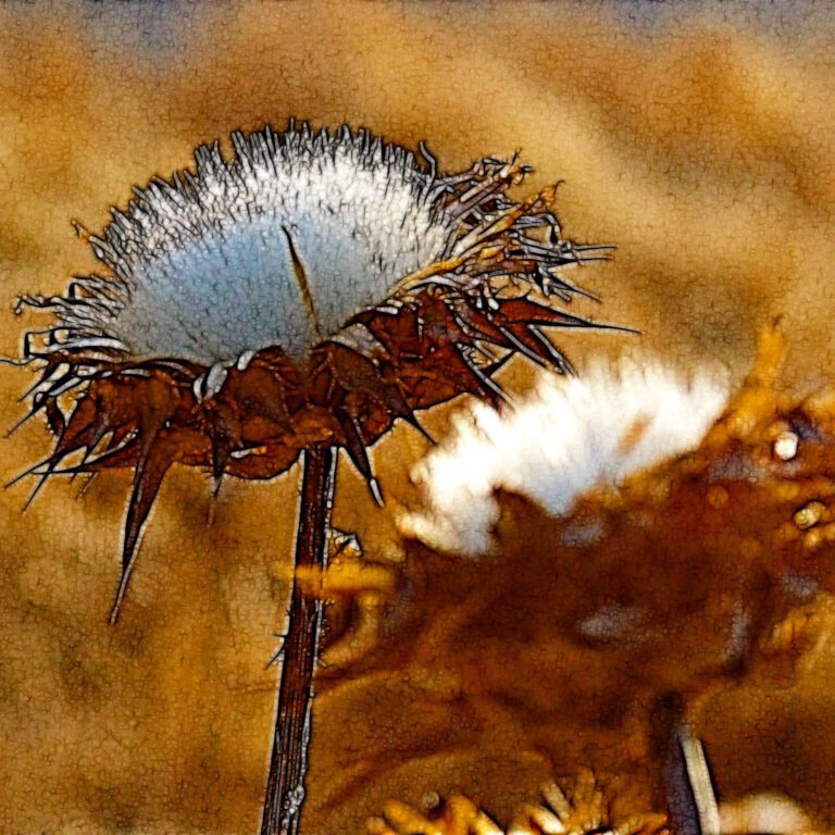 Thistle Seed Head – Artistic Nature Texture