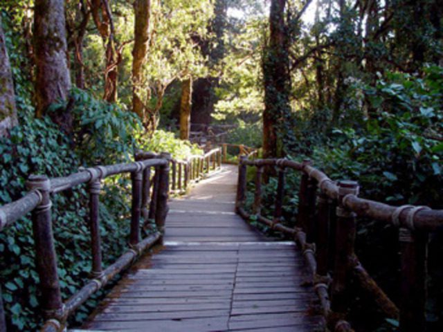 Wooden boardwalk leading through a tropical forest in Thailand