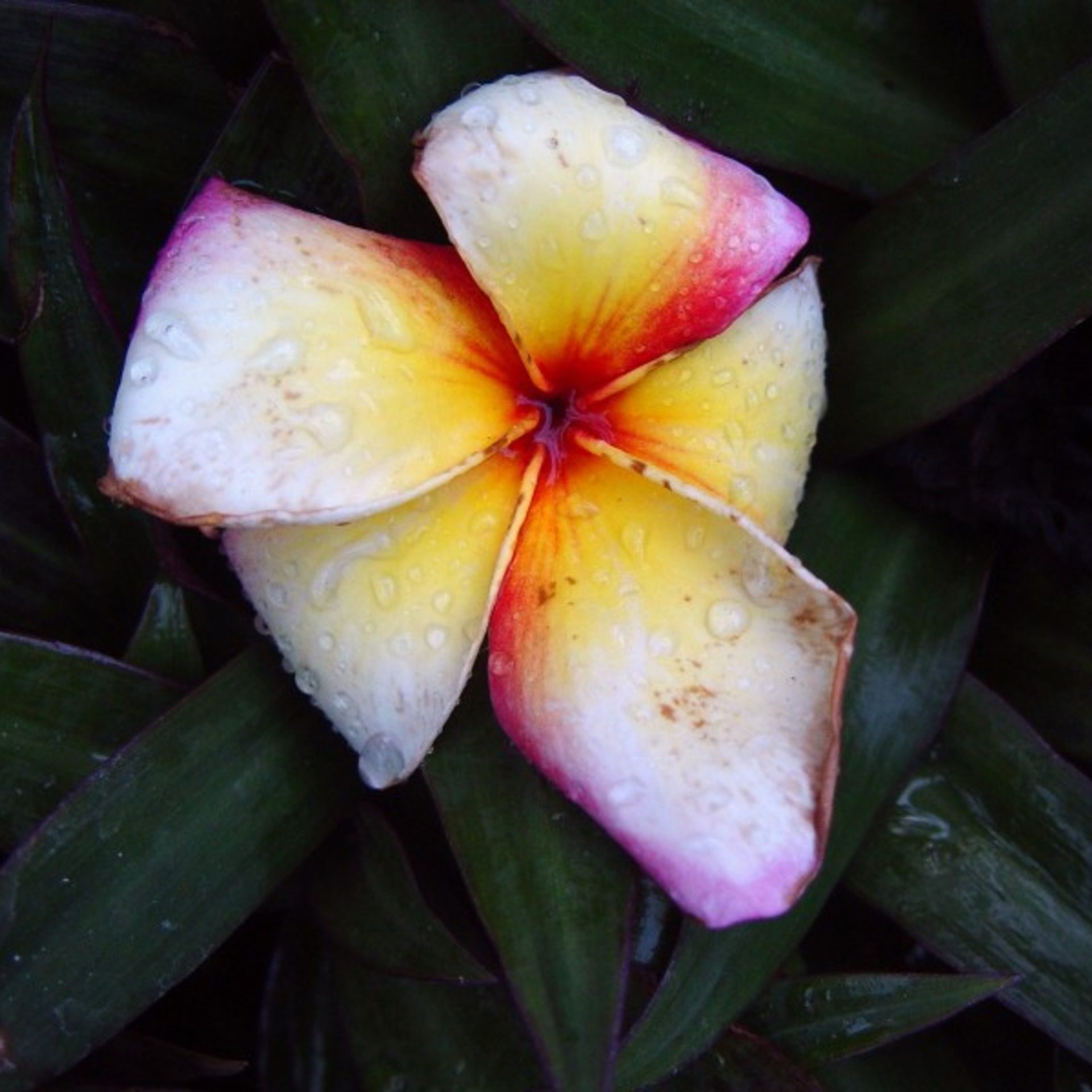 Tropical Plumeria with Water Droplets – Floral Square Wallpaper