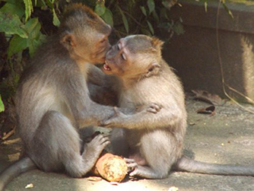 Two monkeys interacting closely in Sacred Monkey Forest Ubud