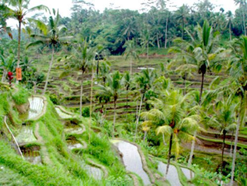 Terraced rice fields carved into the hillsides near Ubud Bali