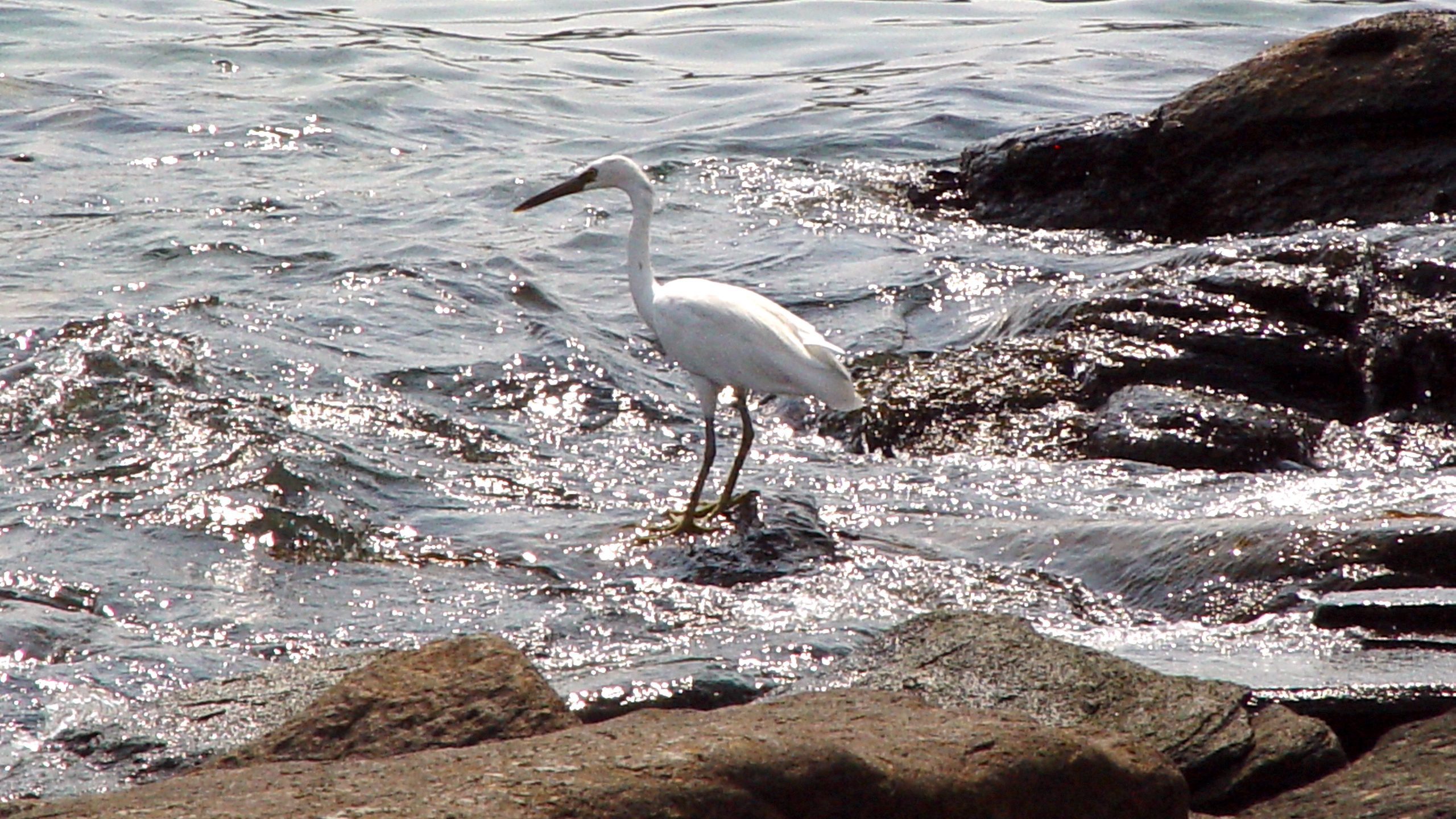White Egret Standing on Ocean Rocks