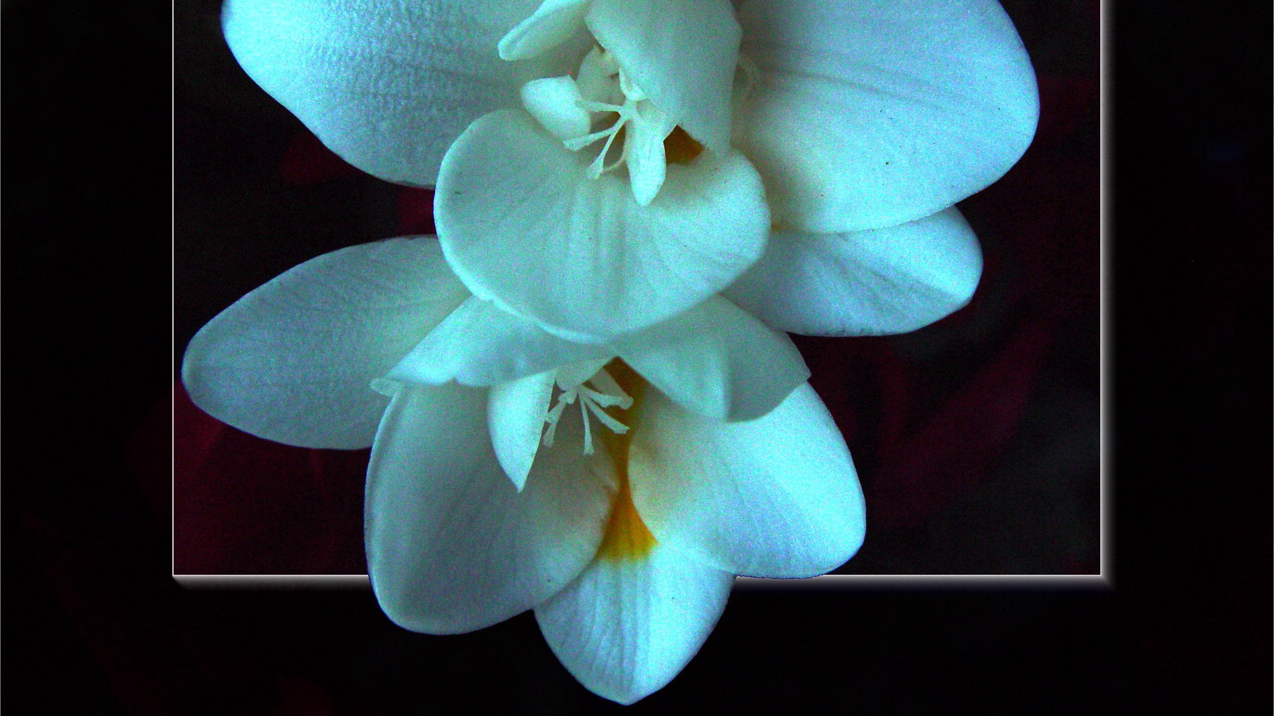 White Flower Macro – Soft Light & Minimal Detail