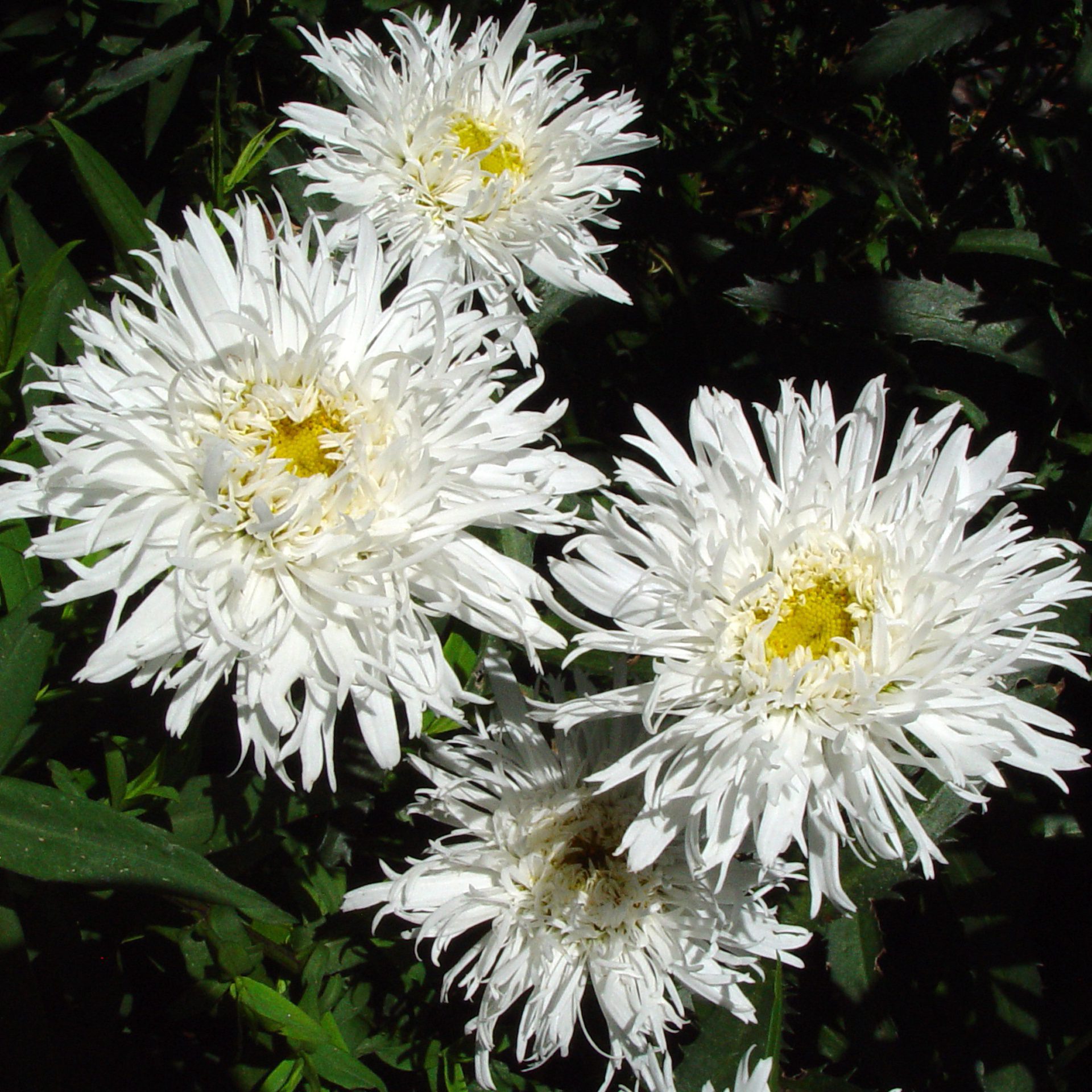 White Fringed Flowers – Yellow Centers