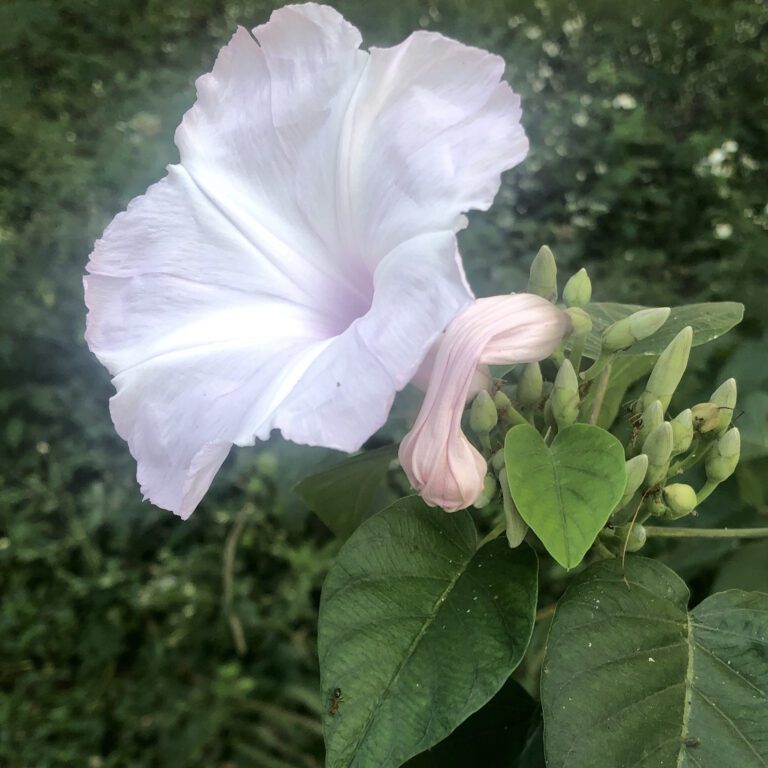White Morning Glory Flower with Soft Pink Buds