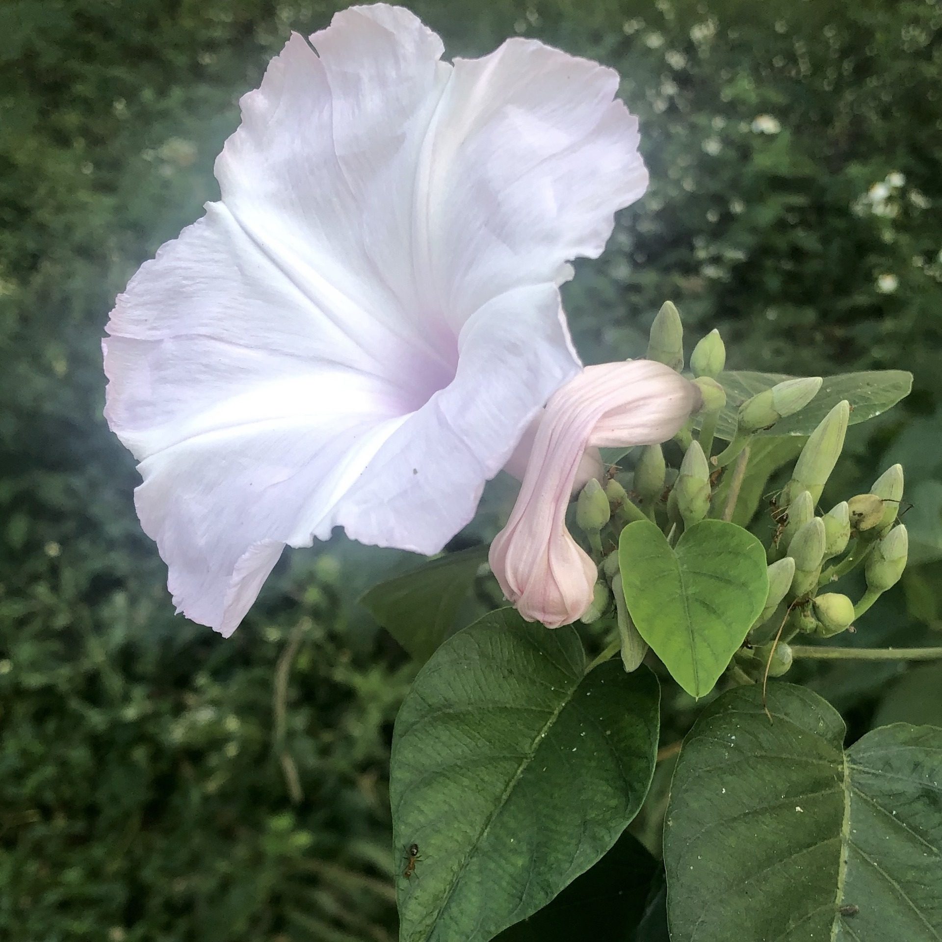White Morning Glory Flower with Soft Pink Buds