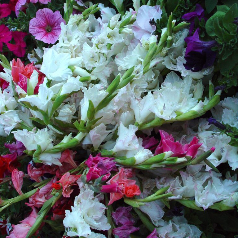 White and Pink Garden Flowers – Square Wallpaper