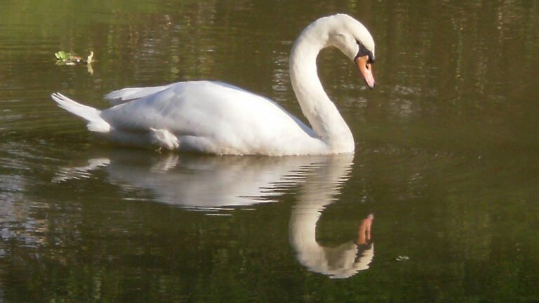 White Swan Reflection – Calm Water Mirror