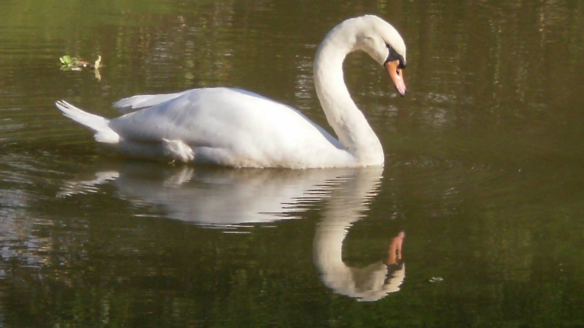 White Swan Reflection – Calm Water Mirror