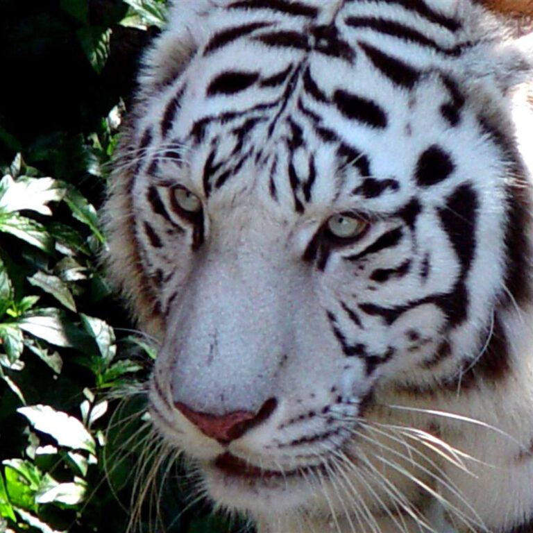 White Tiger Portrait – Intense Close-Up Gaze