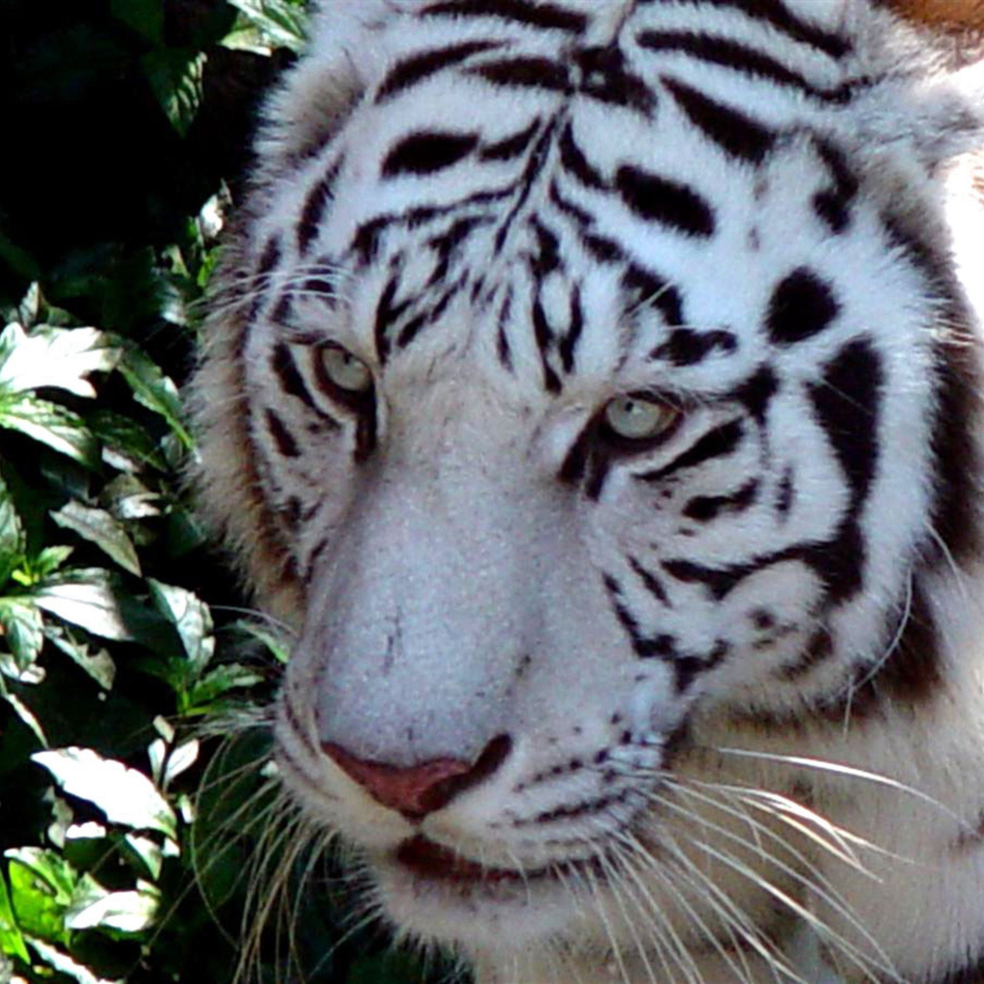 White Tiger Portrait – Intense Close-Up Gaze