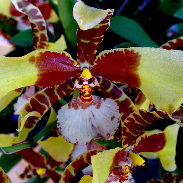 Exotic Orchid – Yellow and Brown Patterned Petals
