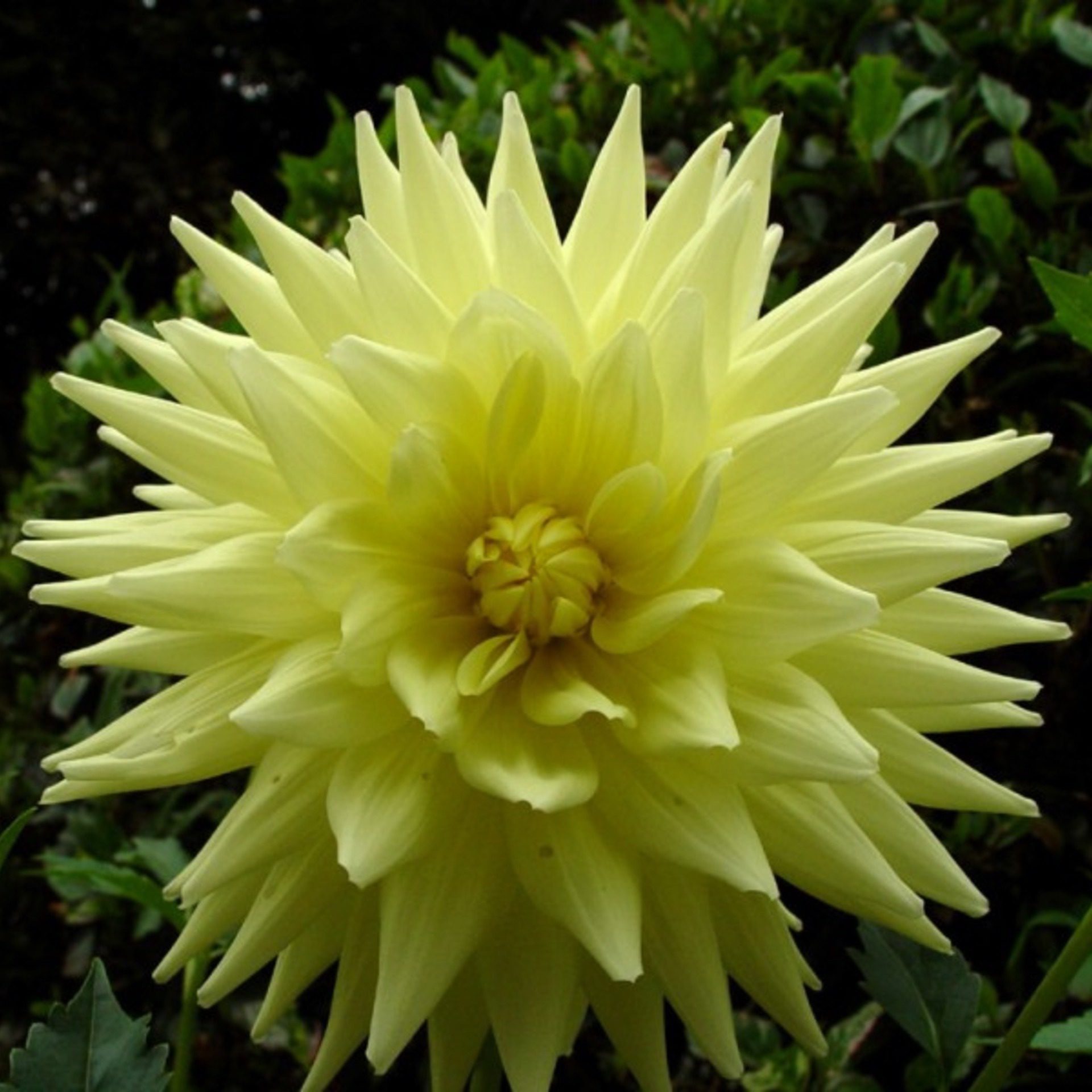 Yellow Dahlia Flower Close-Up – Nature Square Wallpaper