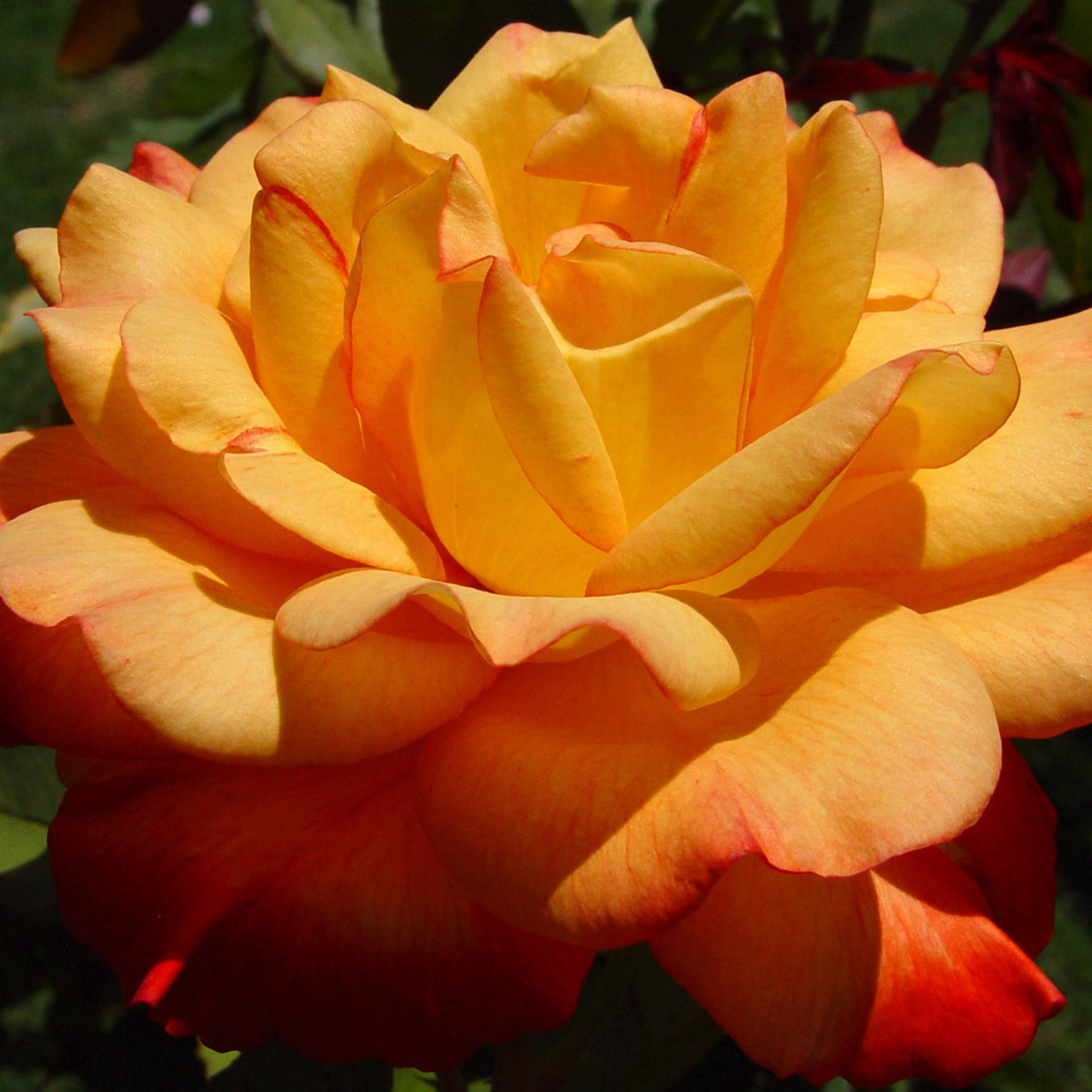Yellow Rose Close-Up – Golden Petals